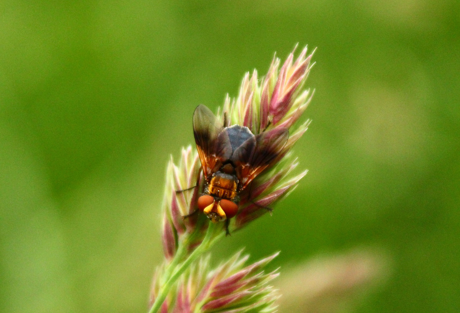 Phasiinae