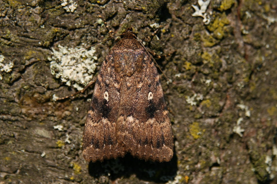 Amphipyra berbera/pyramidea
