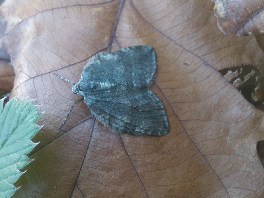 Epirrita christyi/dilutata