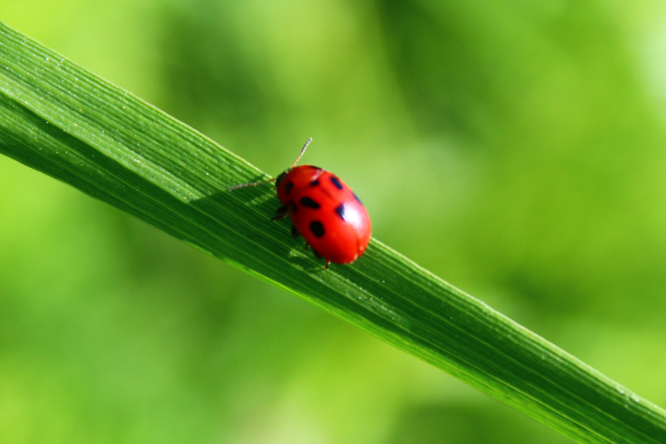 Gonioctena fornicata - közönséges lucernabogár