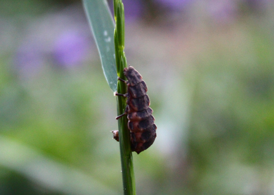 Lampyris noctiluca - nagy szentjánosbogár