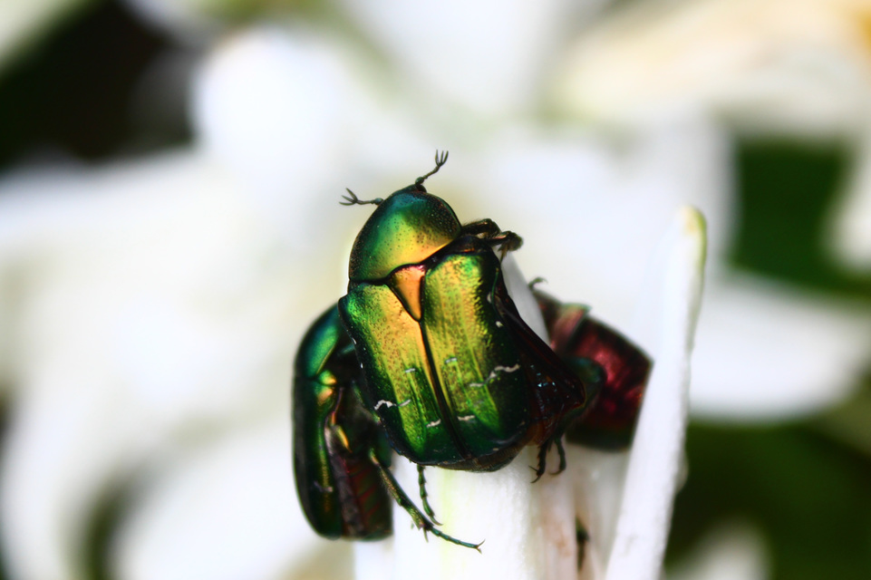 Cetonia aurata - aranyos virágbogár