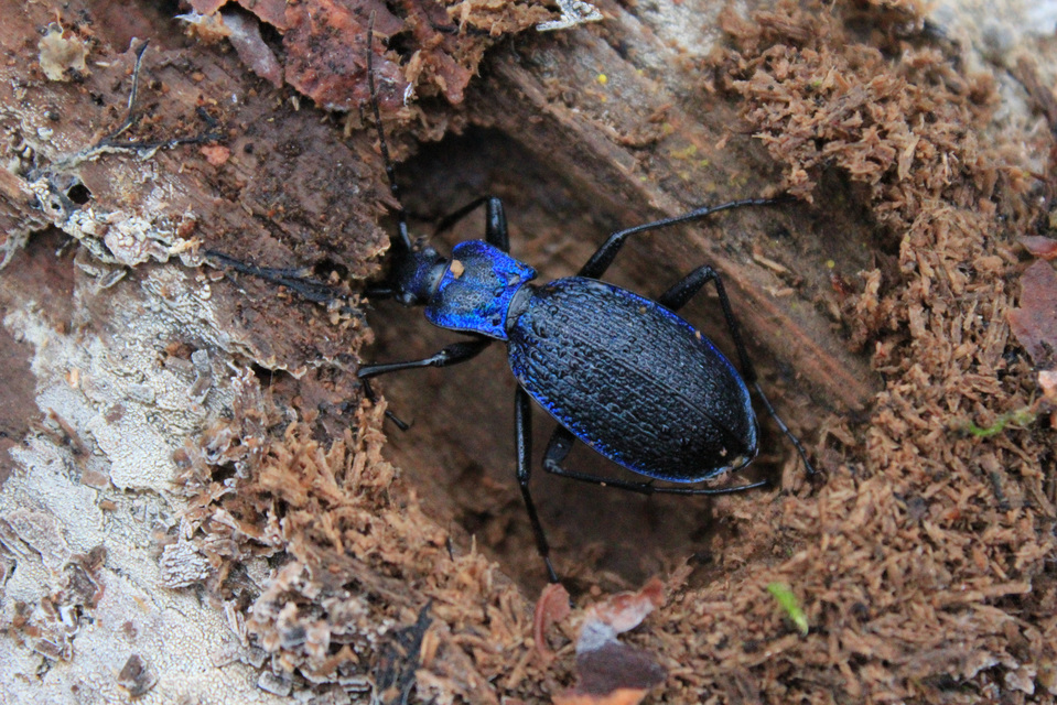 Carabus intricatus - kék laposfutrinka Carabus intricatus - kék laposfutrinka
