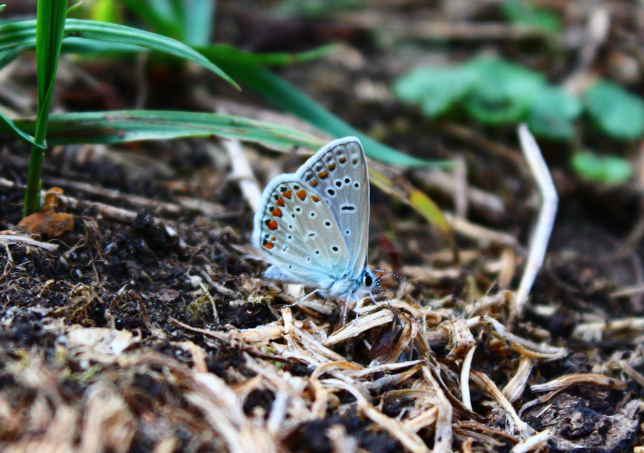 Polyommatus icarus - közönséges boglárka