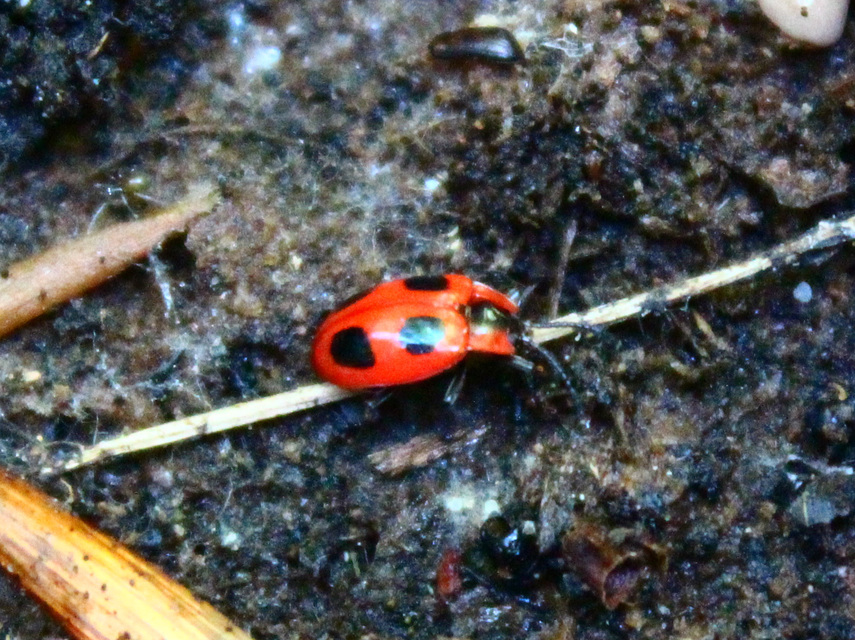 Endomychus coccineus - négypettyes álböde