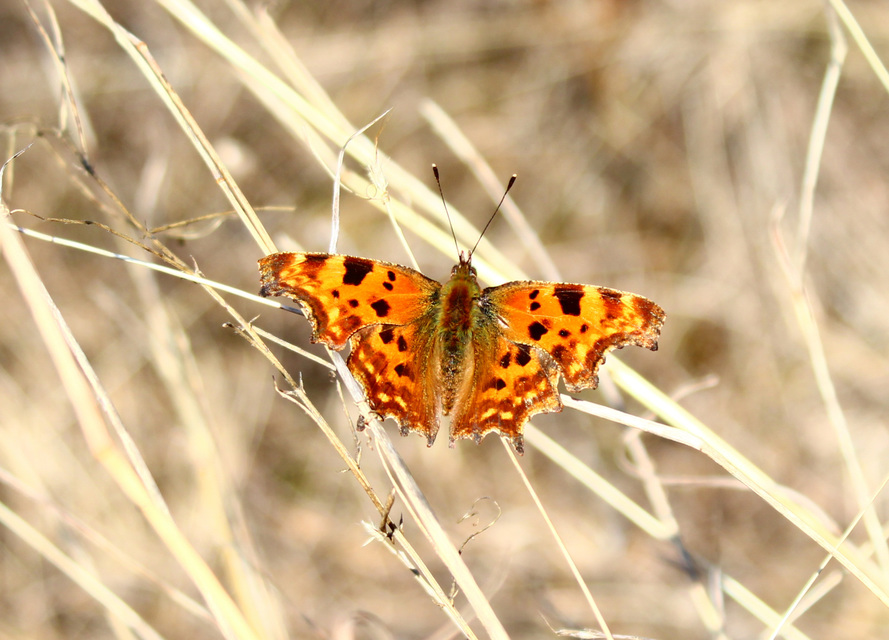 Nymphalis c-album - C-betűs lepke