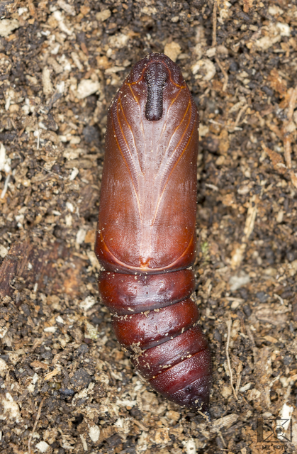 Sphinx ligustri - fagyalszender