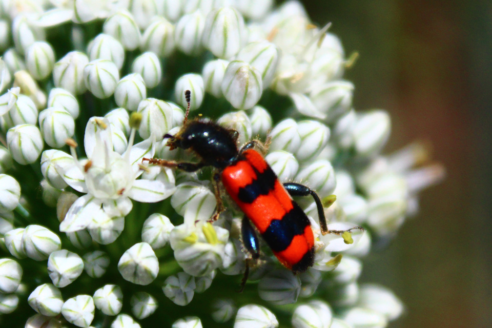 Trichodes apiarius - szalagos méhészbogár