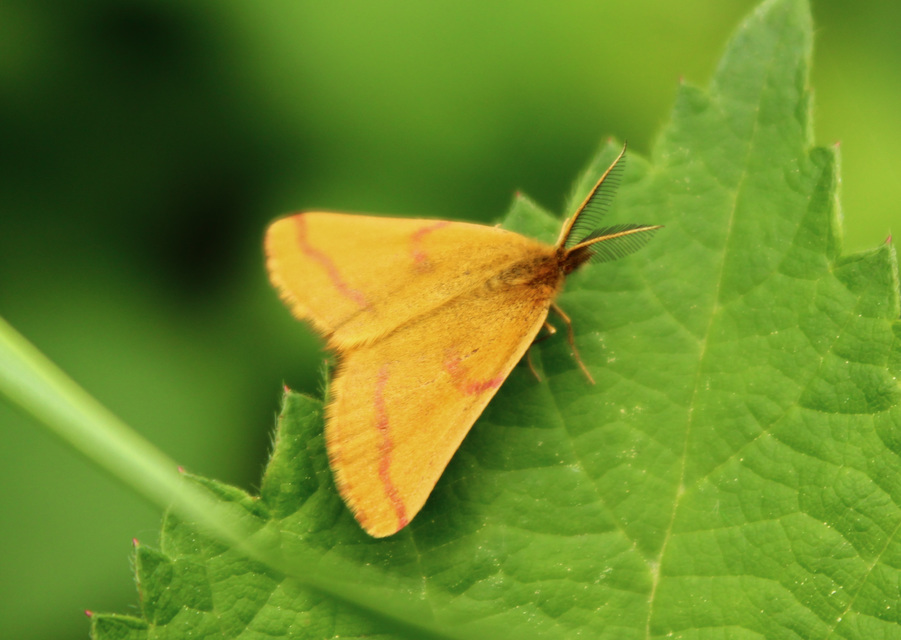 Lythria purpuraria - bíborsávos araszoló