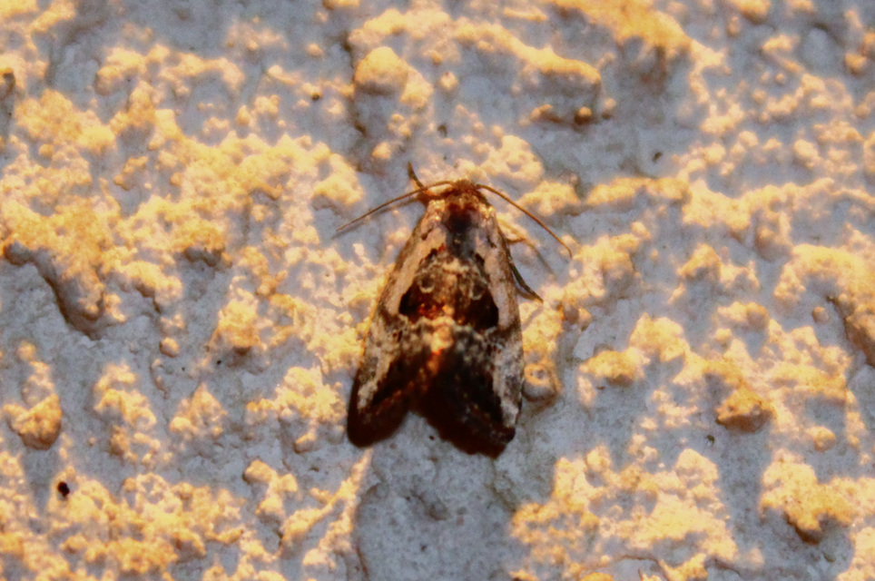 Hapalotis venustula - rózsaszínű mázasbagoly