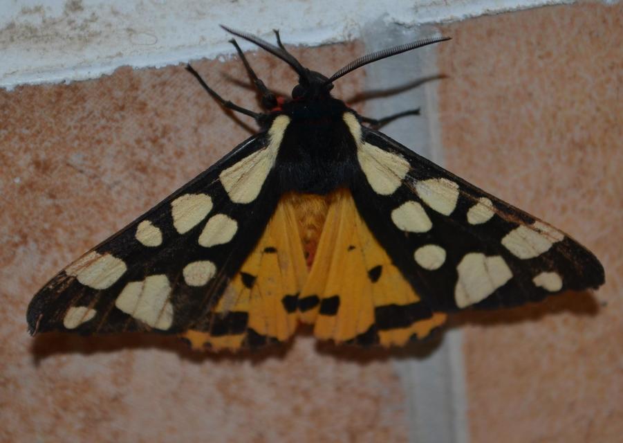 Arctia villica - fekete medvelepke