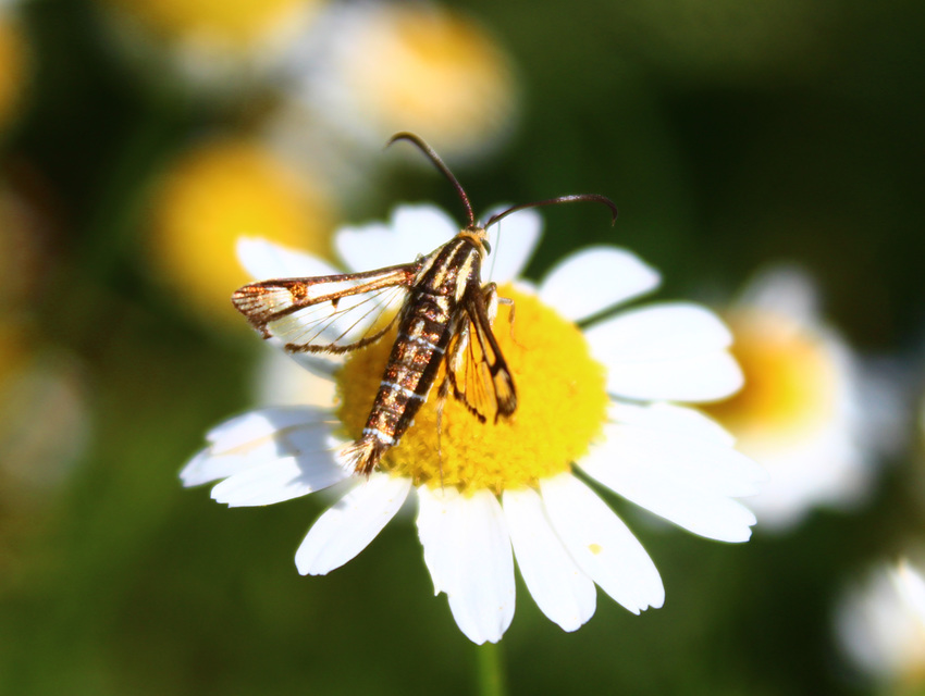 Pyropteron triannuliforme - sóskaszitkár
