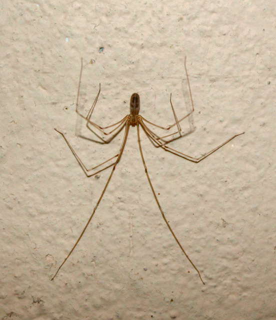 Pholcus phalangioides - nagy álkaszáspók Pholcus phalangioides - nagy álkaszáspók