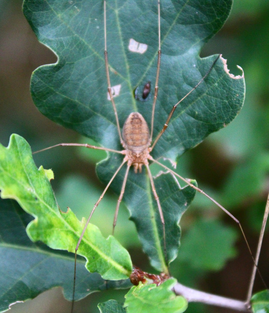 Phalangium opilio