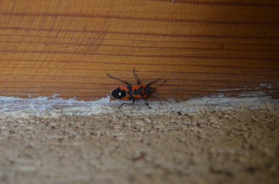 Lygaeus equestris/simulans