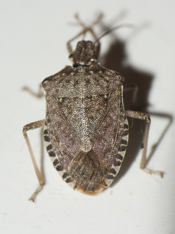 ázsiai márványospoloska (Halyomorpha halys) imágó