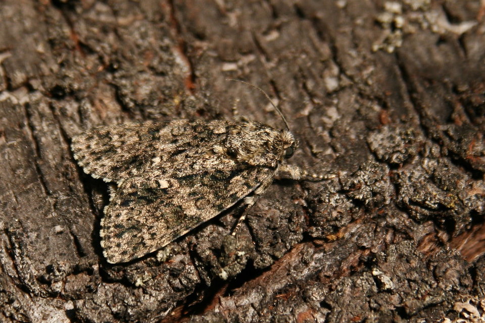 Acronicta rumicis - sóska-szigonyosbagoly Acronicta rumicis - sóska-szigonyosbagoly