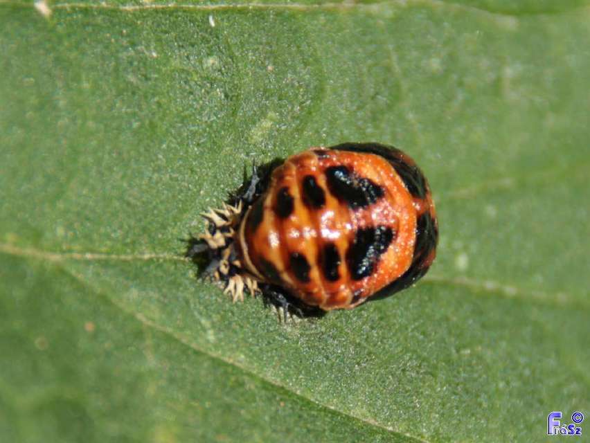 Harmonia axyridis - harlekinkatica