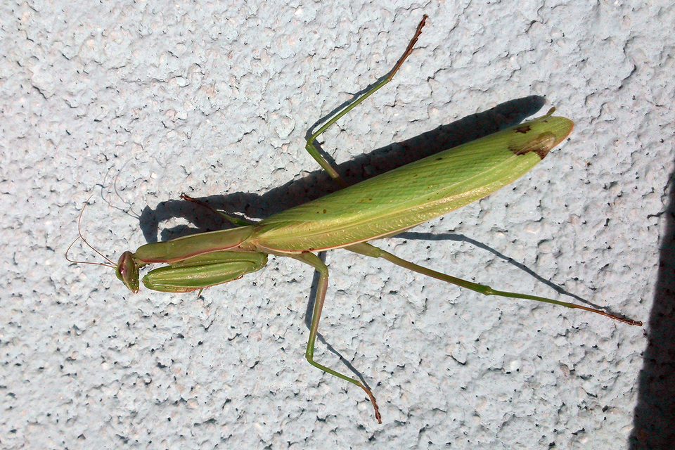 Mantis religiosa - imádkozósáska