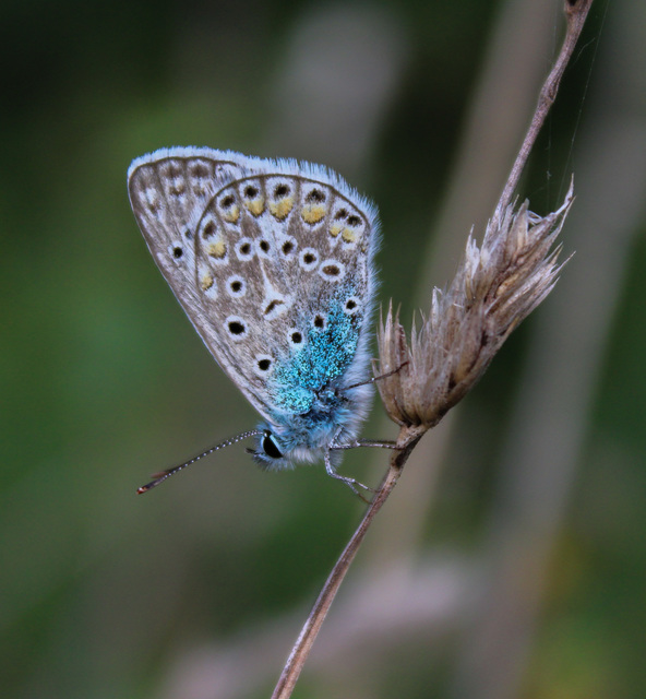 Polyommatus icarus - közönséges boglárka