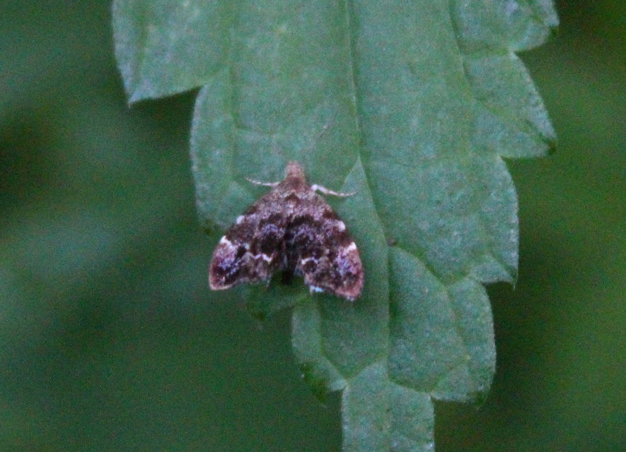 Anthophila fabriciana - lápréti levélmoly