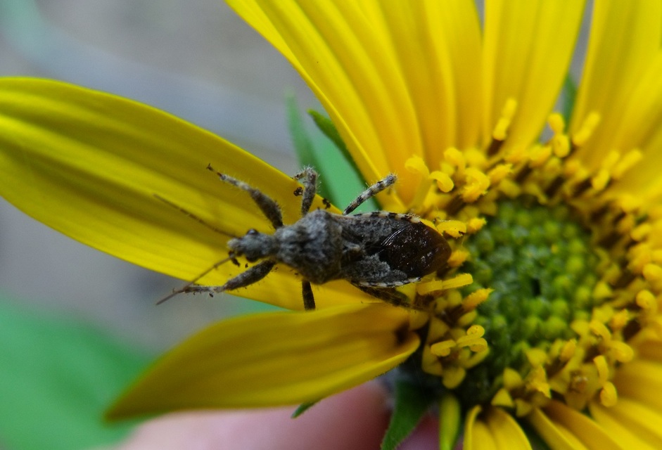 Coranus