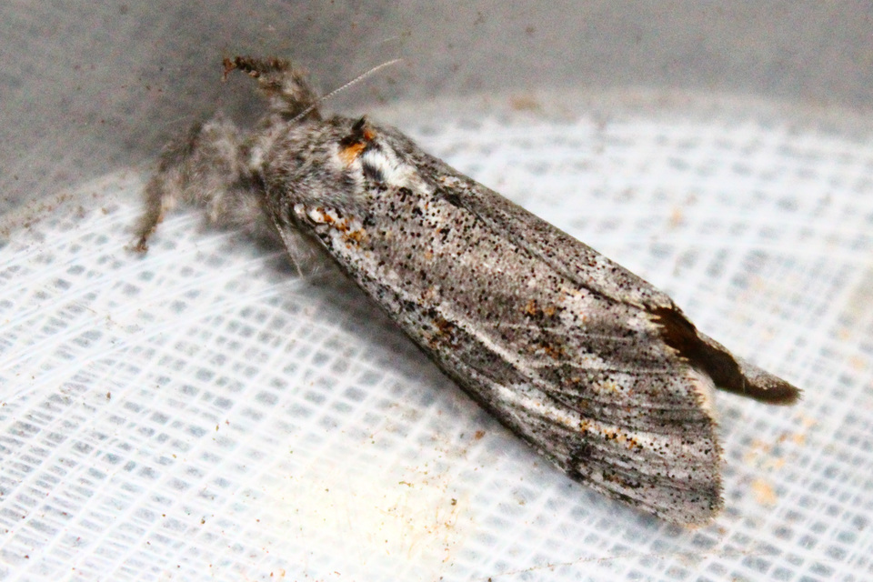 Gynaephora fascelina - vesszős szövő