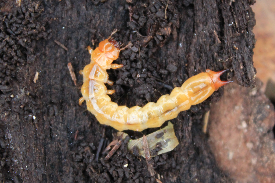 Pyrochroa coccinea - nagy bíborbogár