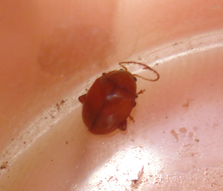 Argopus