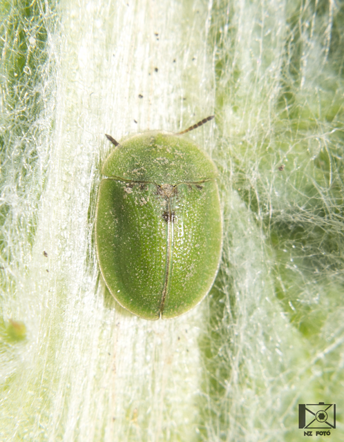 Cassida Cassida
