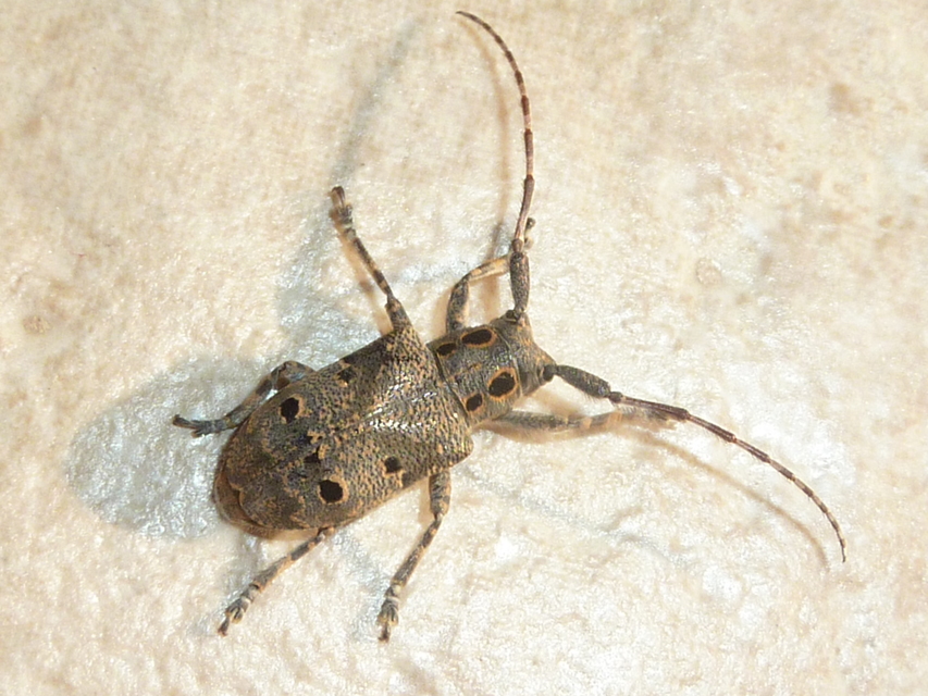Mesosa curculionoides - szemfoltos cincér