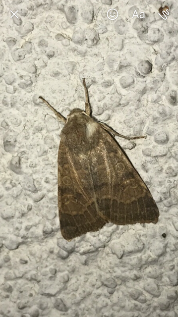 Cirrhia ocellaris - fakó sárgabagoly