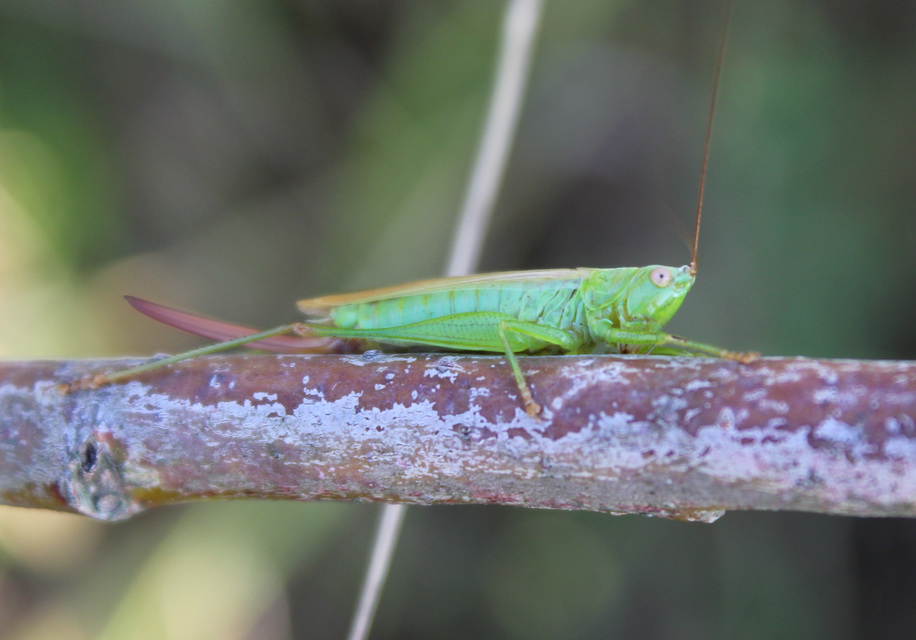 Conocephalus fuscus - kis kúpfejűszöcske