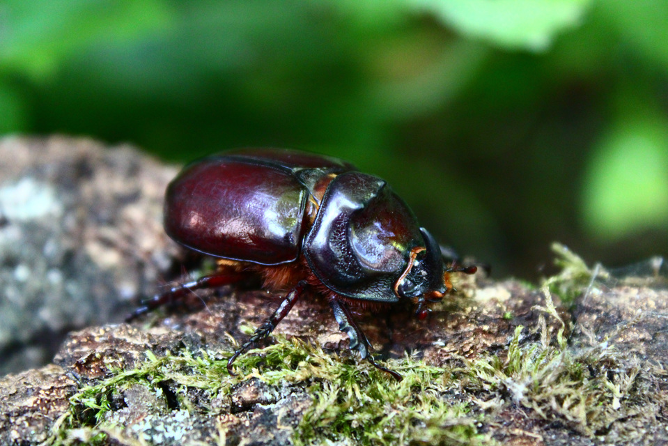 Oryctes nasicornis - orrszarvú bogár