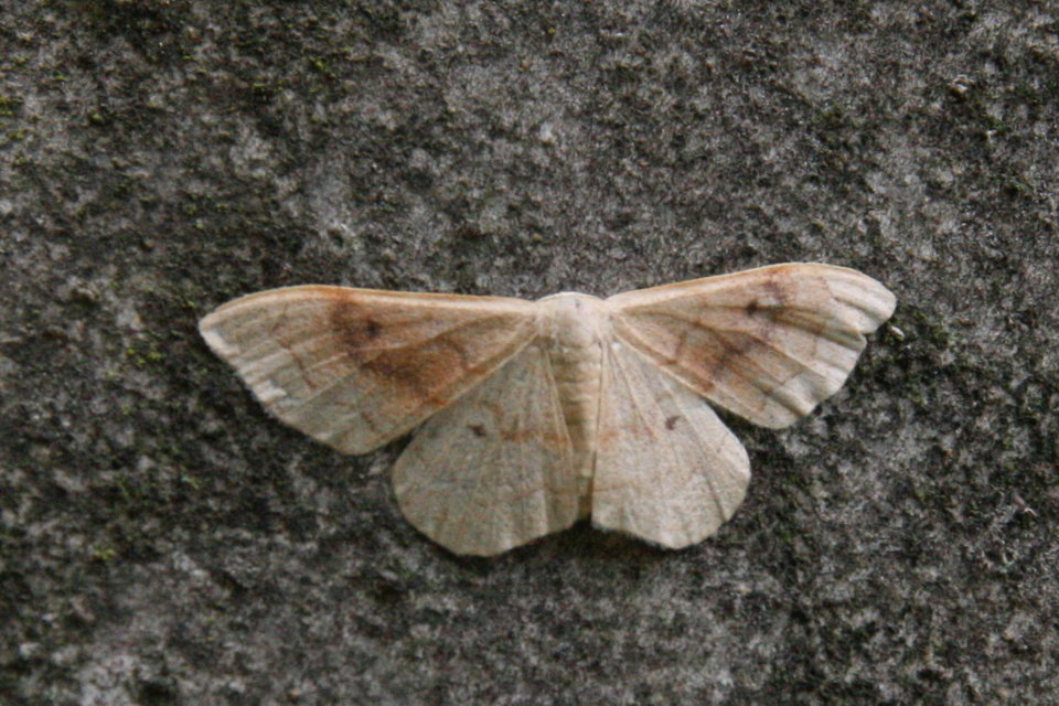 Idaea rubraria - vörössávos araszoló