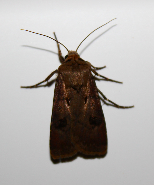 Agrotis exclamationis - felkiáltójeles földibagoly