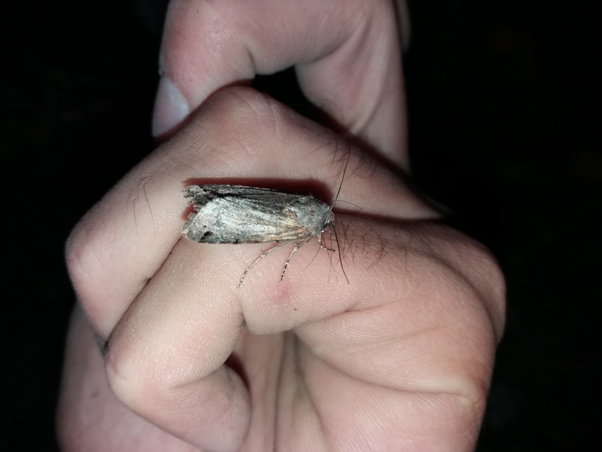 Anchoscelis litura - tarka őszibagoly