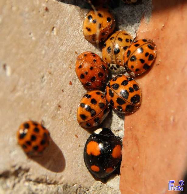 Harmonia axyridis - harlekinkatica