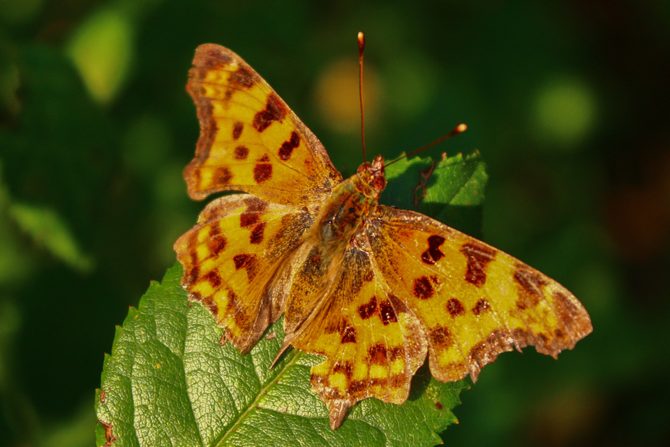 Nymphalis c-album - C-betűs lepke