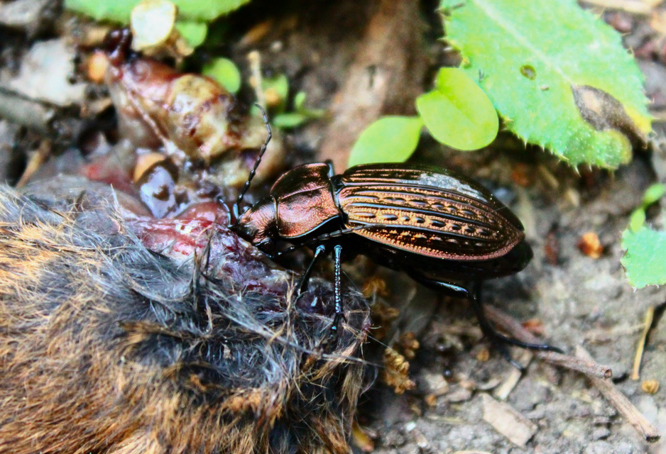 Carabus ulrichii - rezes futrinka Carabus ulrichii - rezes futrinka