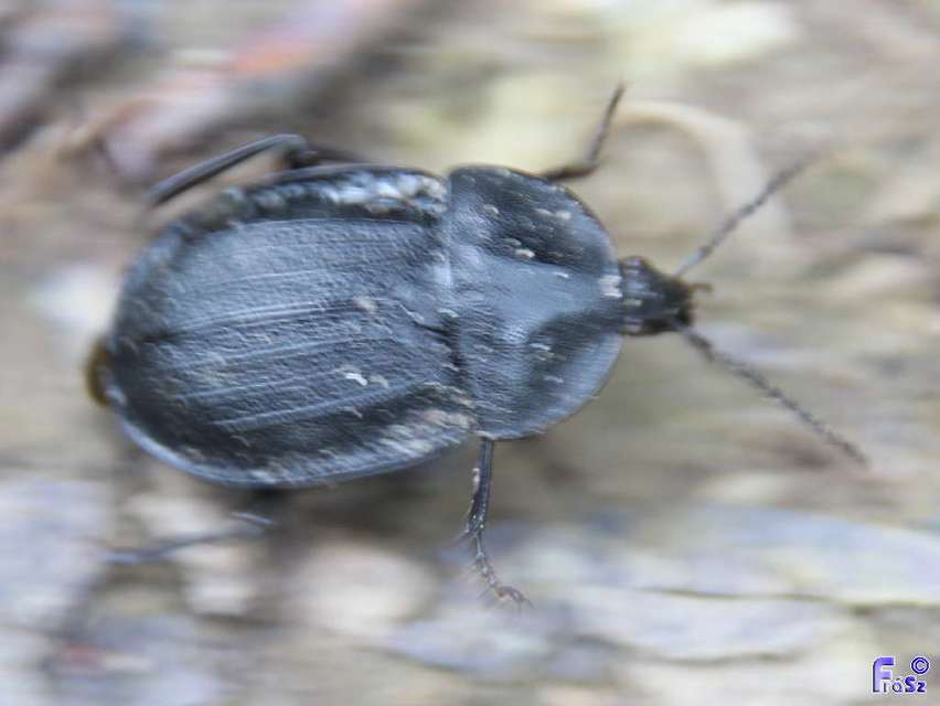 Phosphuga atrata - bordás csigarabló