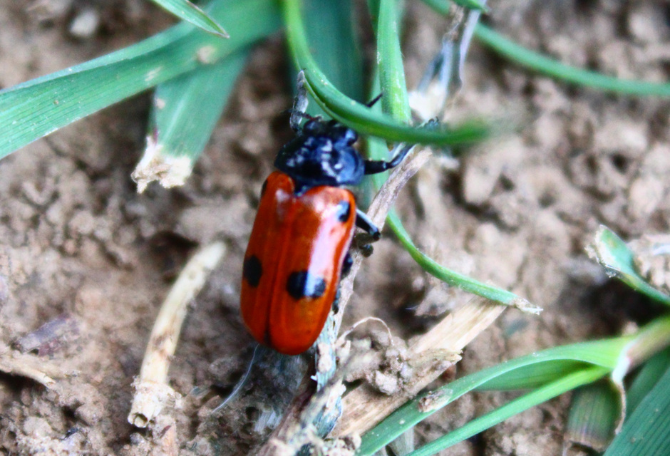 Clytra quadripunctata - négyfoltos zsákhordóbogár
