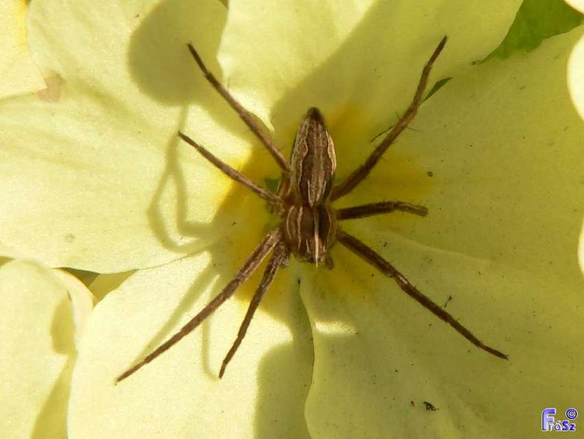 Pisaura mirabilis - csodáspók