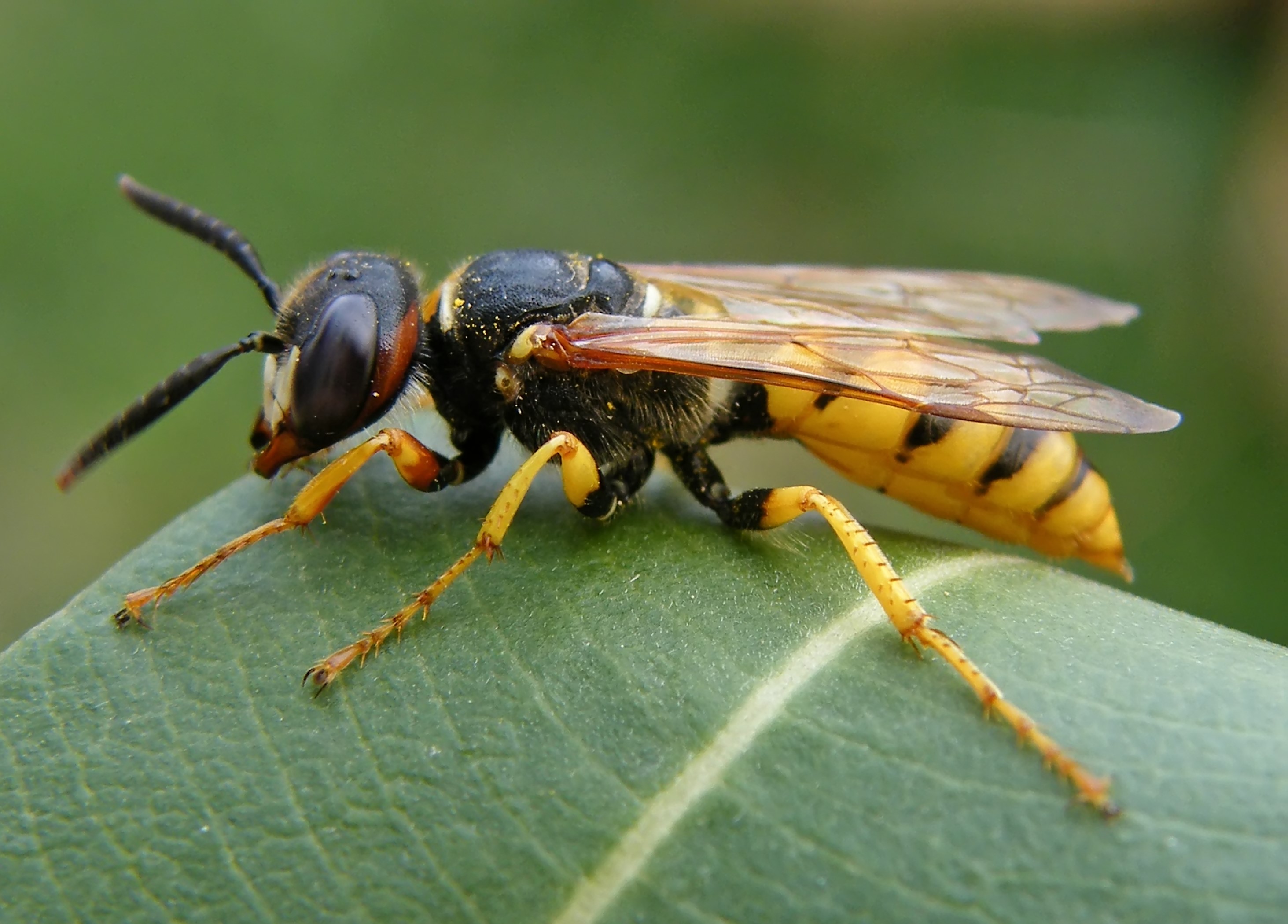Philanthus triangulum - közönséges méhfarkas