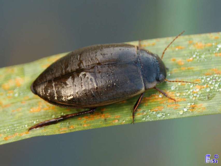 Colymbetes fuscus - gyakori recéscsíkbogár