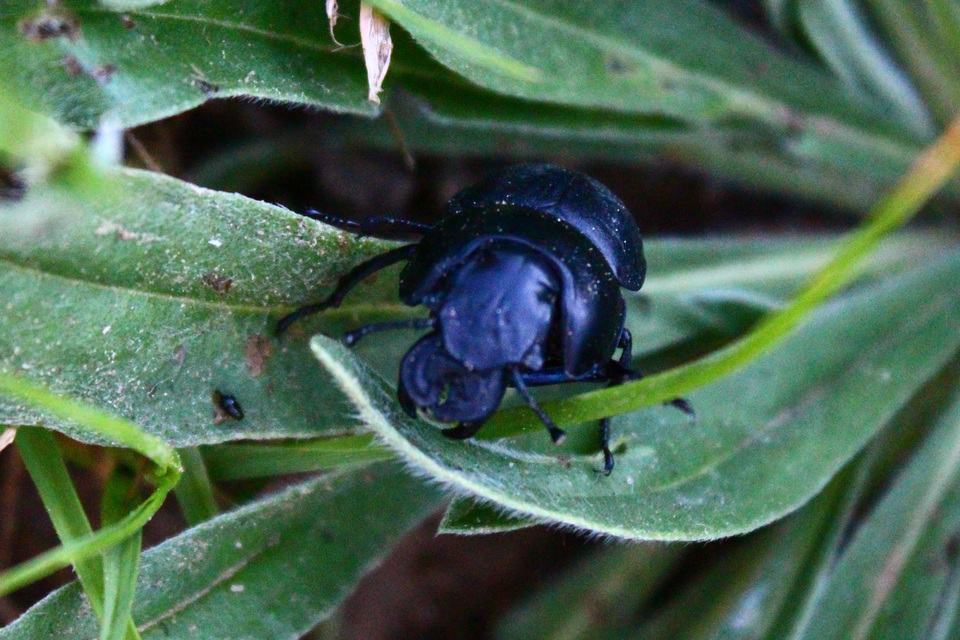 Lethrus apterus - nagyfejű csajkó