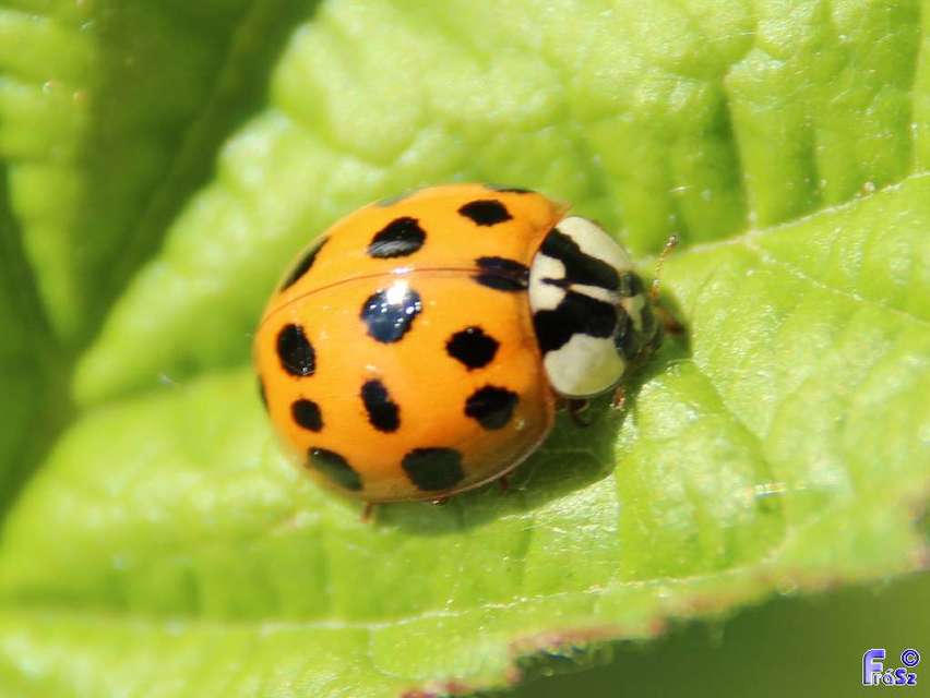 Harmonia axyridis - harlekinkatica