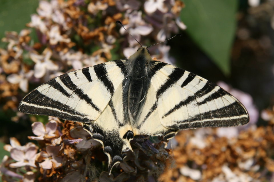 Iphiclides podalirius - kardoslepke