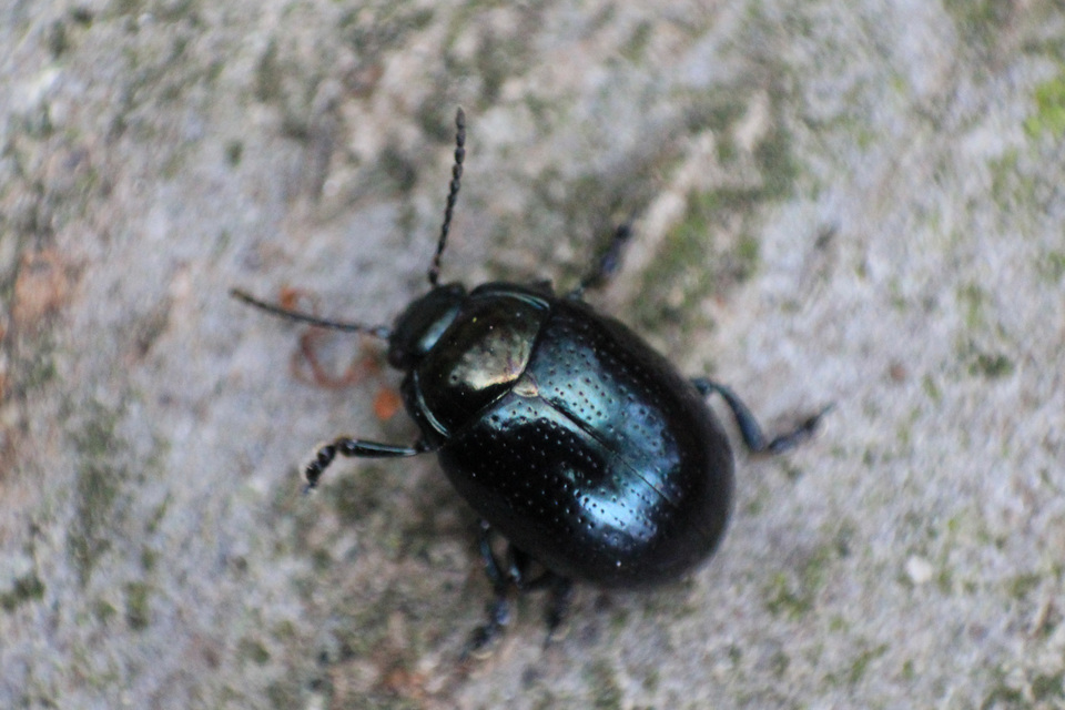 Chrysolina oricalcia - bronzos levélbogár