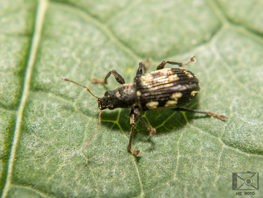 Polydrusus picus - pikkelyfoltos lombormányos